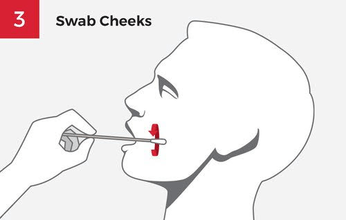 Illustration demonstrating the procedure for swabbing the inside of the cheeks for a sample.